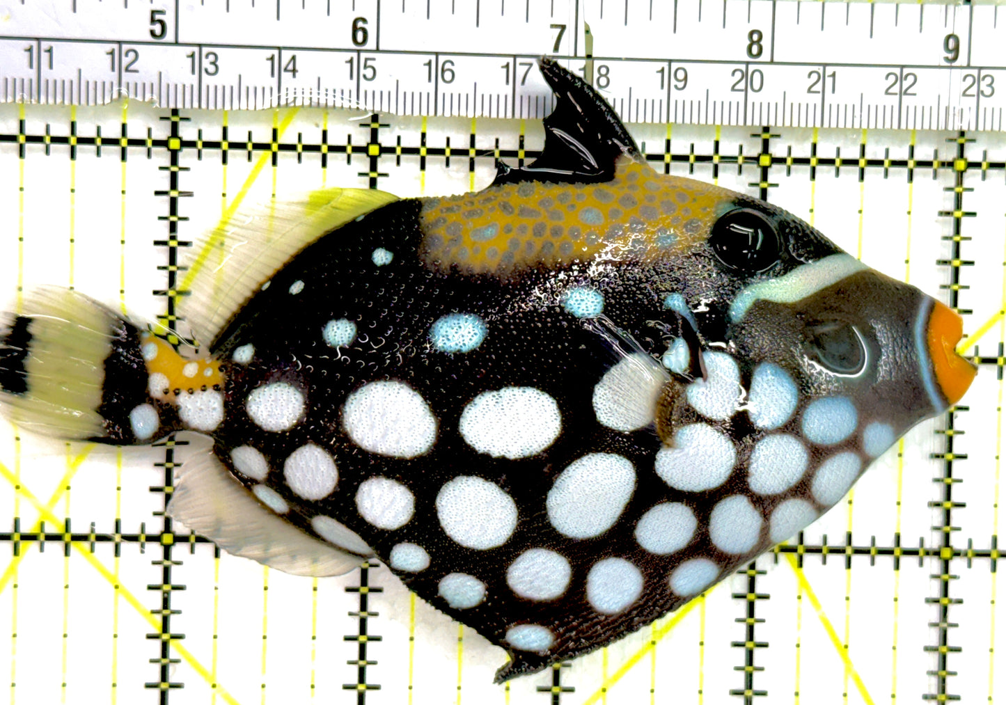 Clown Triggerfish CT052102 WYSIWYG Size: ML 5" approx