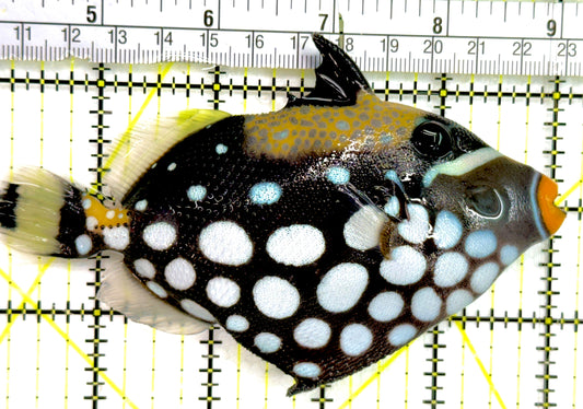 Clown Triggerfish CT052102 WYSIWYG Size: ML 5" approx