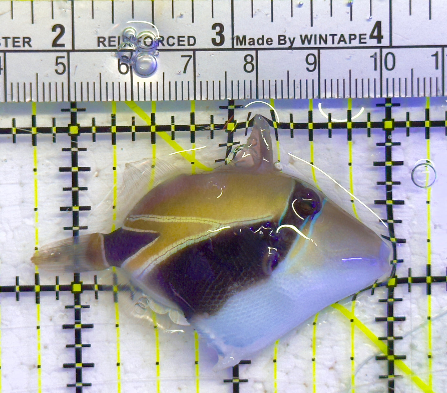 Bursa Triggerfish BT041302 WYSIWYG Size: M 2.25" approx