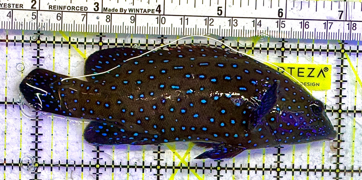 Argus Grouper AG041301 WYSIWYG Size: L 5.25" approx