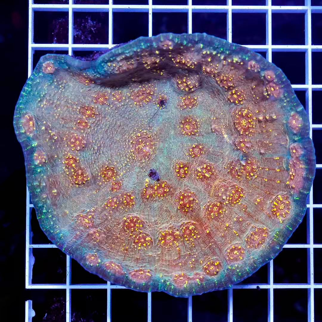 Indo Ultra Echinophyllia Mother Colony IUEMC032701 WYSIWYG