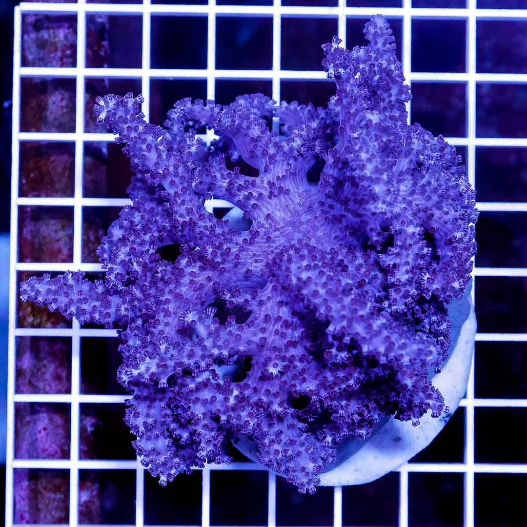 Indo Colt Coral Mother Colony ICCMC032707 WYSIWYG