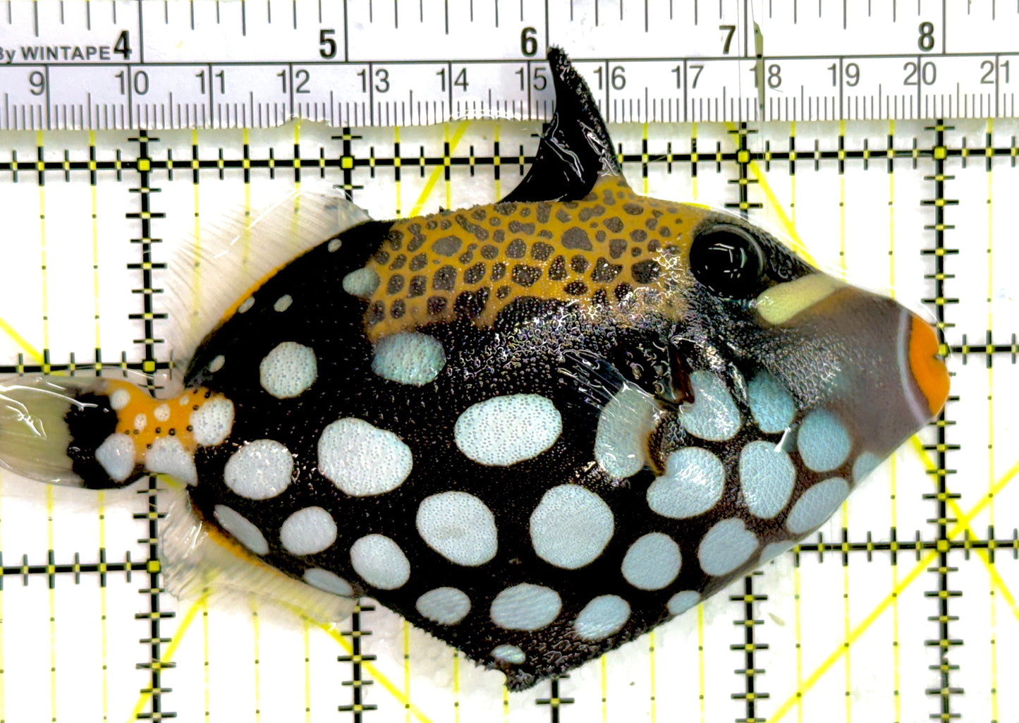 Clown Triggerfish CT052105 WYSIWYG Size: ML 5" approx