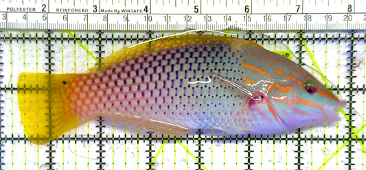 Checkerboard Wrasse CW041301 WYSIWYG Size: SHOW 6.75" approx
