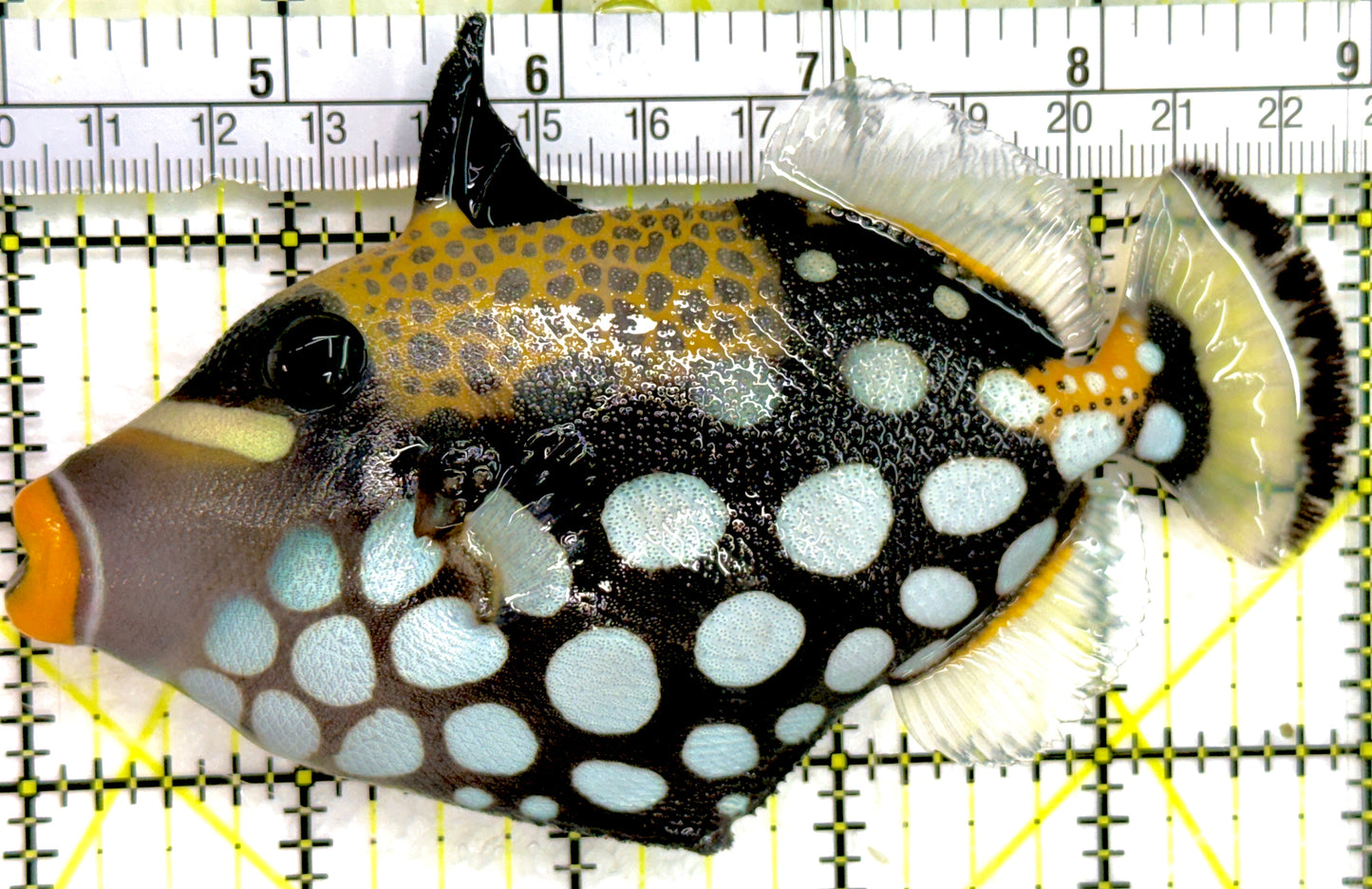 Clown Triggerfish CT052105 WYSIWYG Size: ML 5" approx