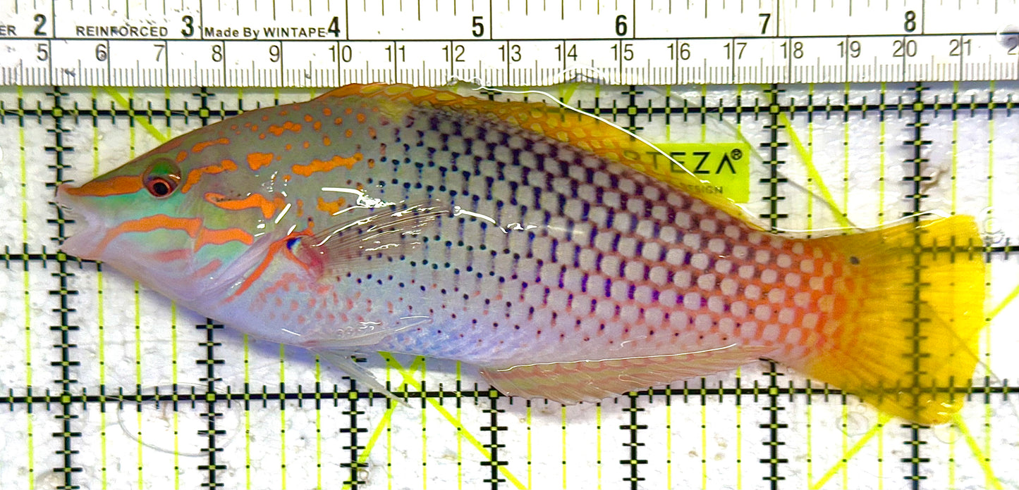 Checkerboard Wrasse CW041301 WYSIWYG Size: SHOW 6.75" approx