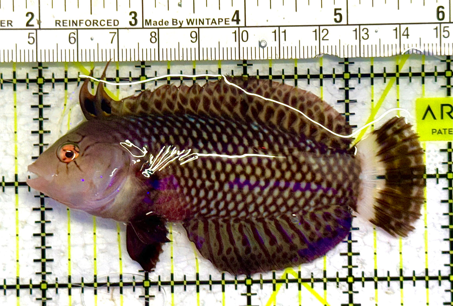 Dragon Wrasse DW041302 WYSIWYG Size: ML 3.75" approx