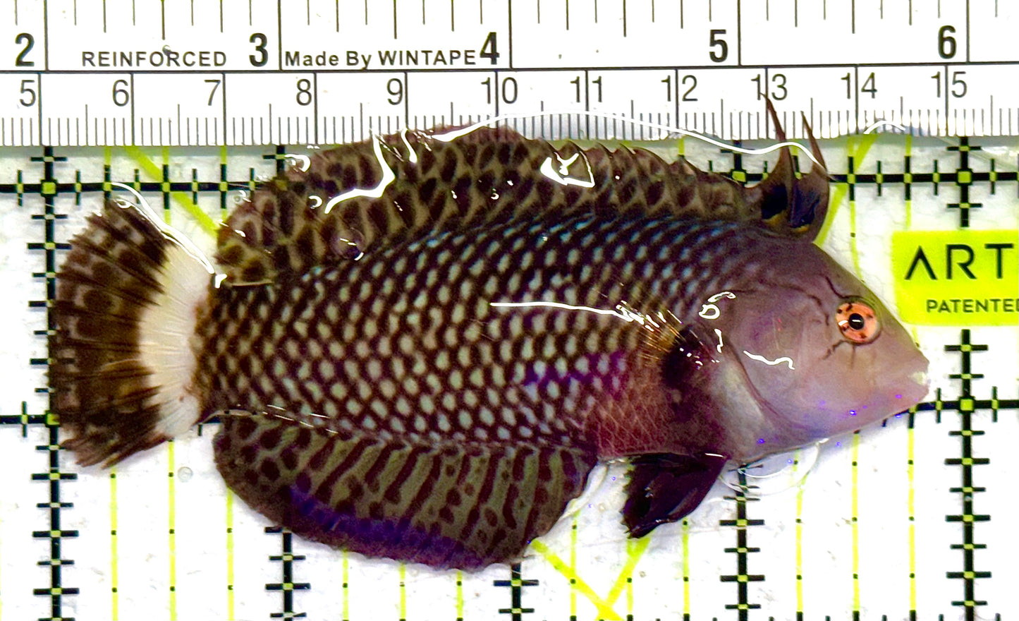 Dragon Wrasse DW041302 WYSIWYG Size: ML 3.75" approx