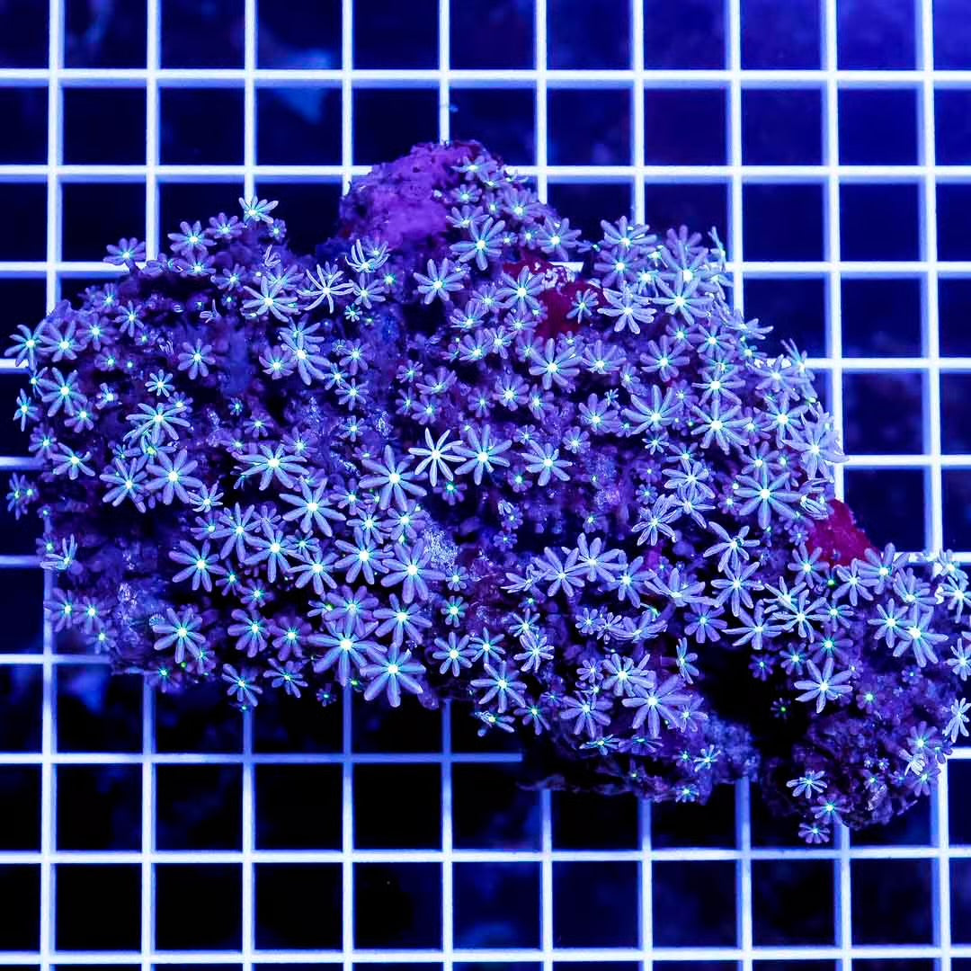 Indo Met Daisy Polyps Mother Colony IMDPMC032702 WYSIWYG