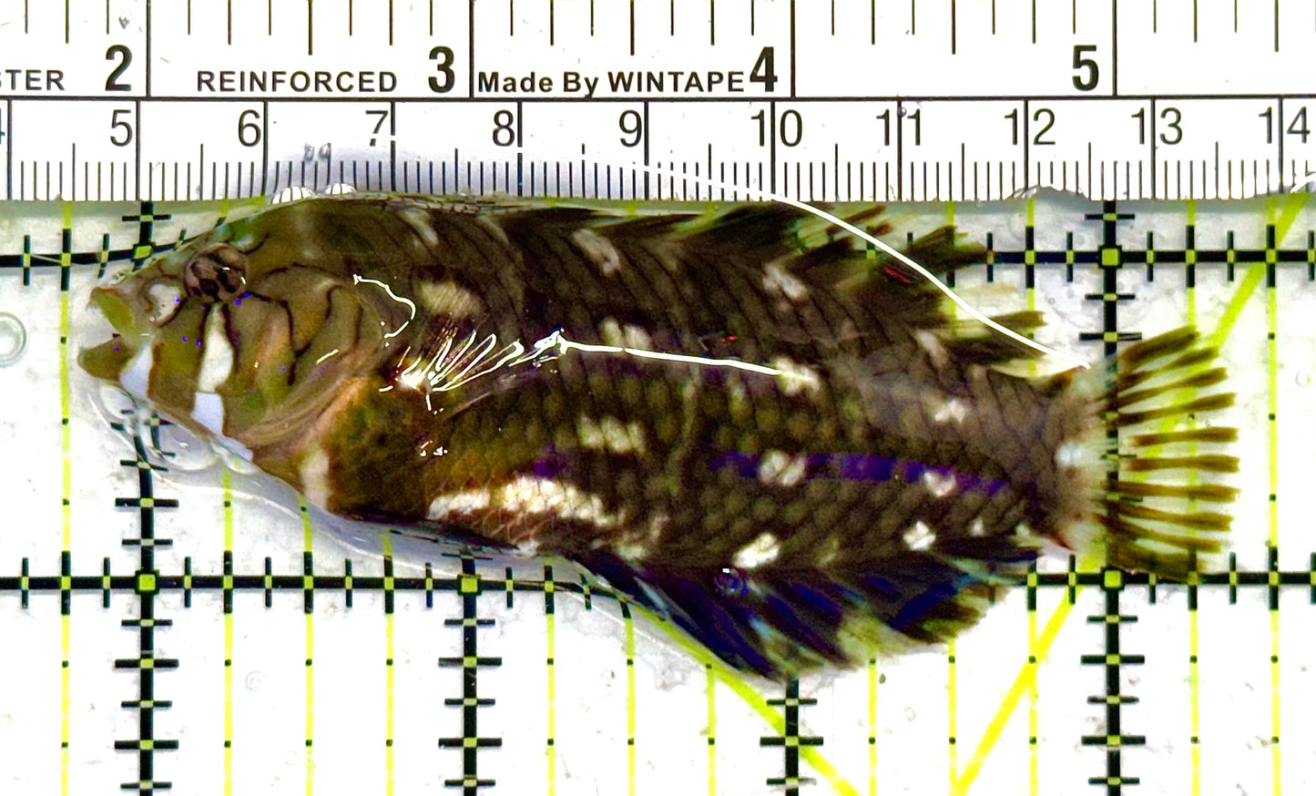 Dragon Wrasse DW041301 WYSIWYG Size: ML 3.5" approx
