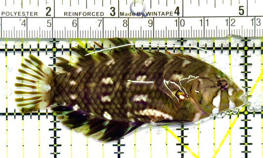 Dragon Wrasse DW041301 WYSIWYG Size: ML 3.5" approx