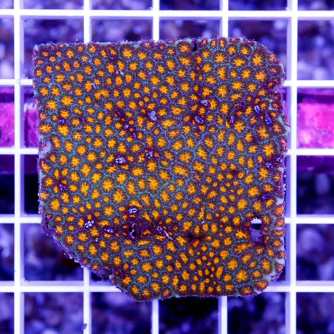 Aussie Neon Lepthastrea Mother Colony ANLMC032702 WYSIWYG