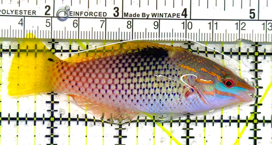 Checkerboard Wrasse CW041302 WYSIWYG Size: ML 3.75" approx