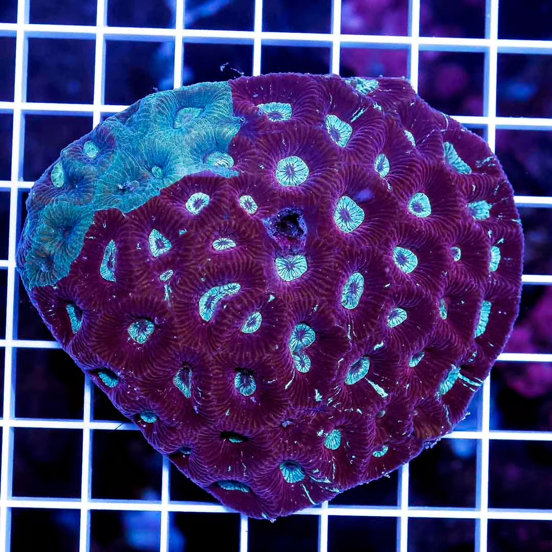 Aussie Neon Goniastrea Mother Colony ANGMC032703 WYSIWYG
