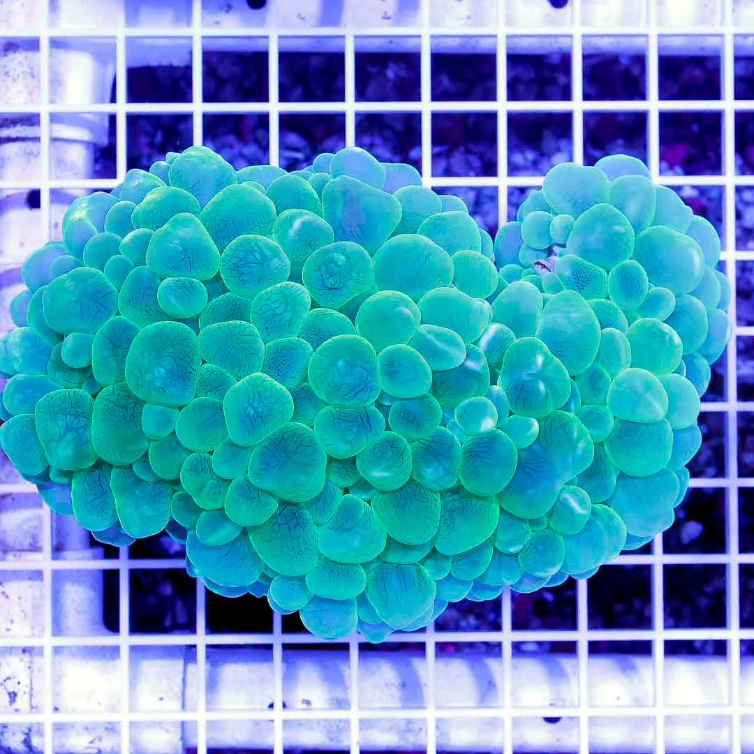 Aussie Neon Duncans Mother Colony ANDMC032701 WYSIWYG