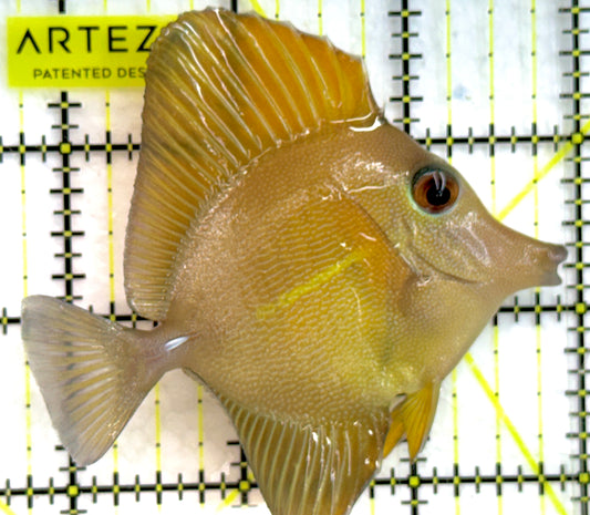 Rare Hybrid Yellow Mimic Scopas Tang RHYMST052101 WYSIWYG Size: L 3.25" approx
