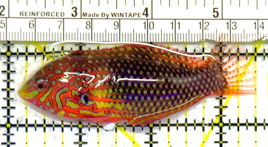 Ornate Leopard Wrasse OLW041301 WYSIWYG Size: XL 3.5" approx