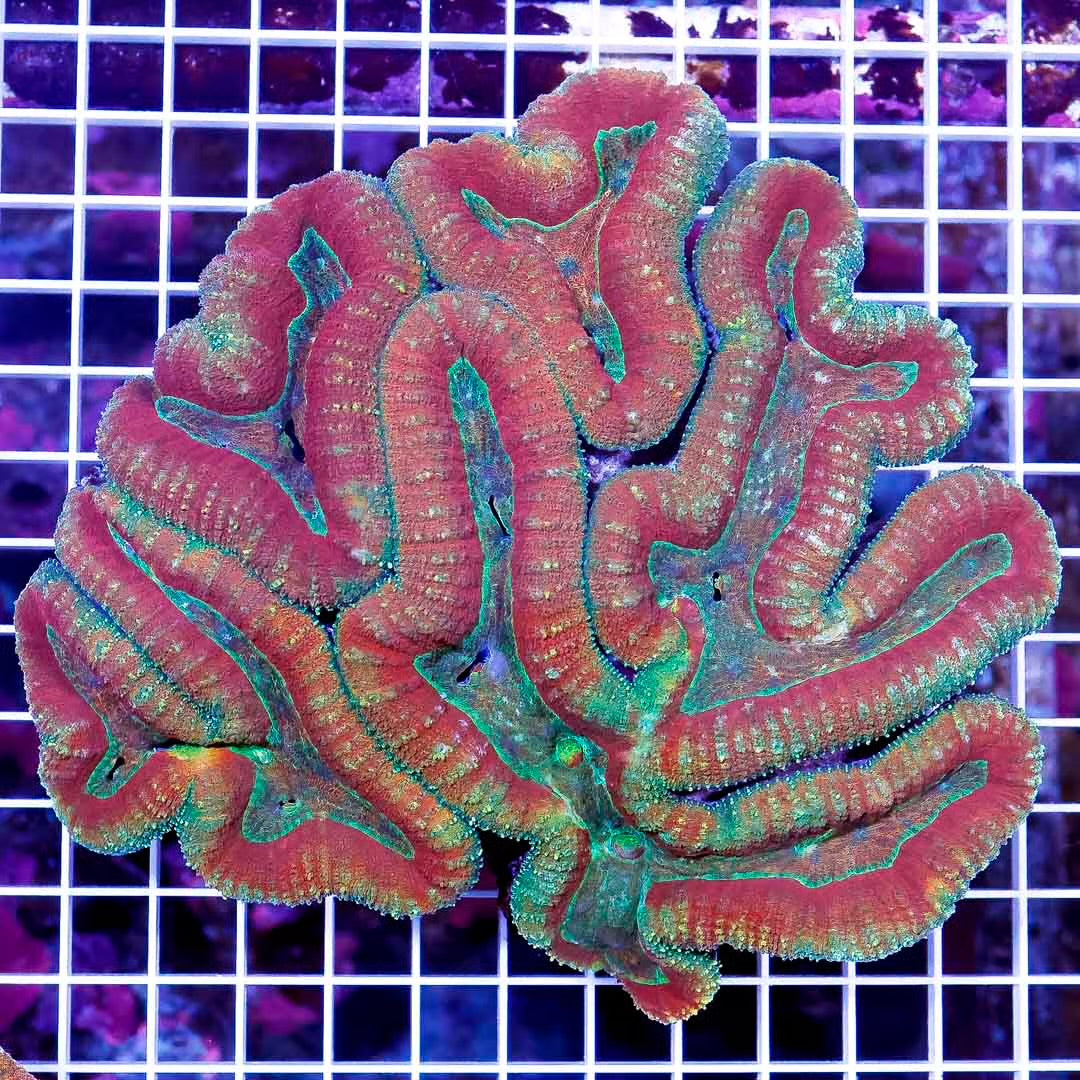 Aussie Ultra Hot Lobophyllia Mother Colony AUHLMC032702 WYSIWYG