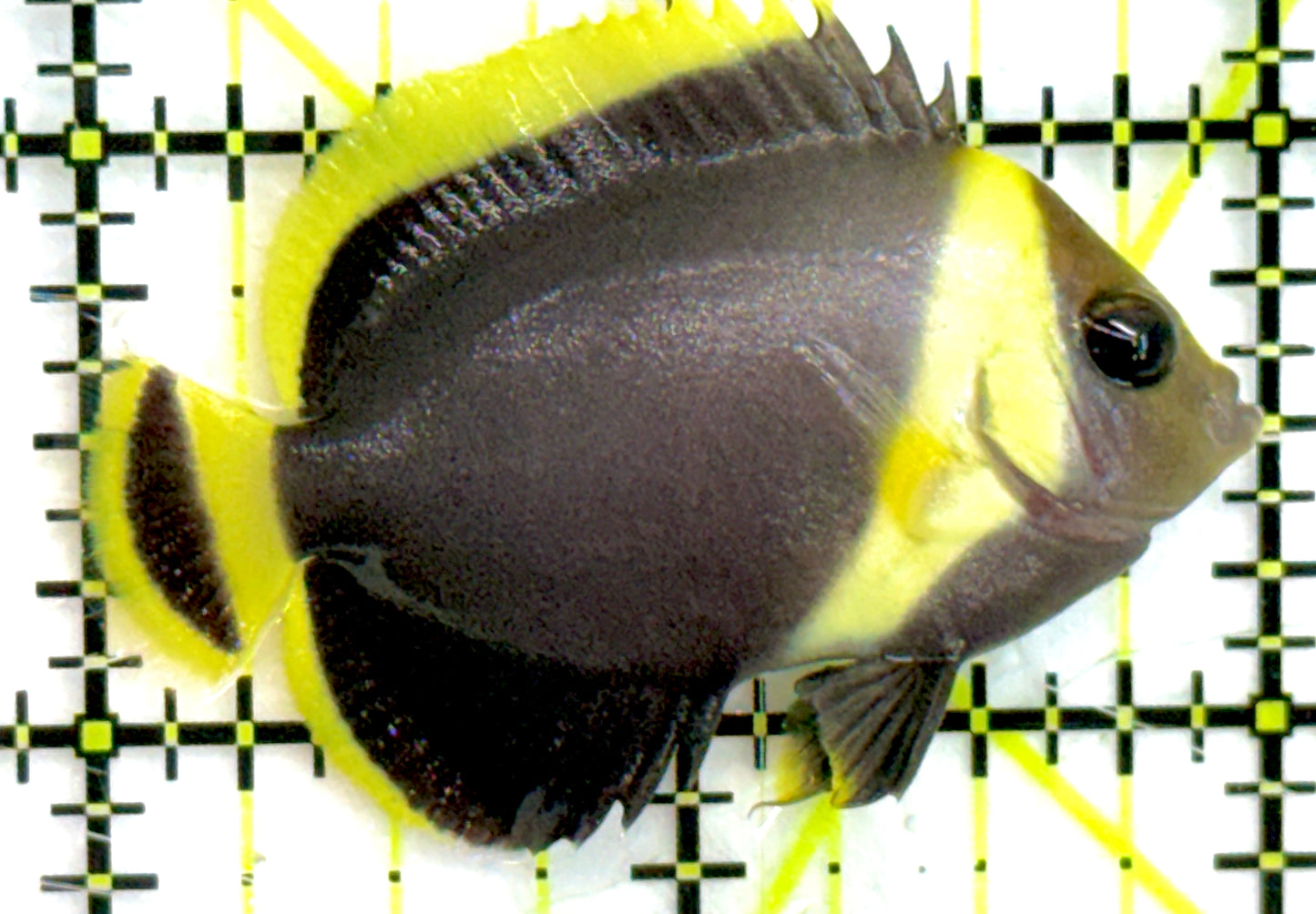Grey Poma Angelfish GPA052101 WYSIWYG Size: S 2" approx