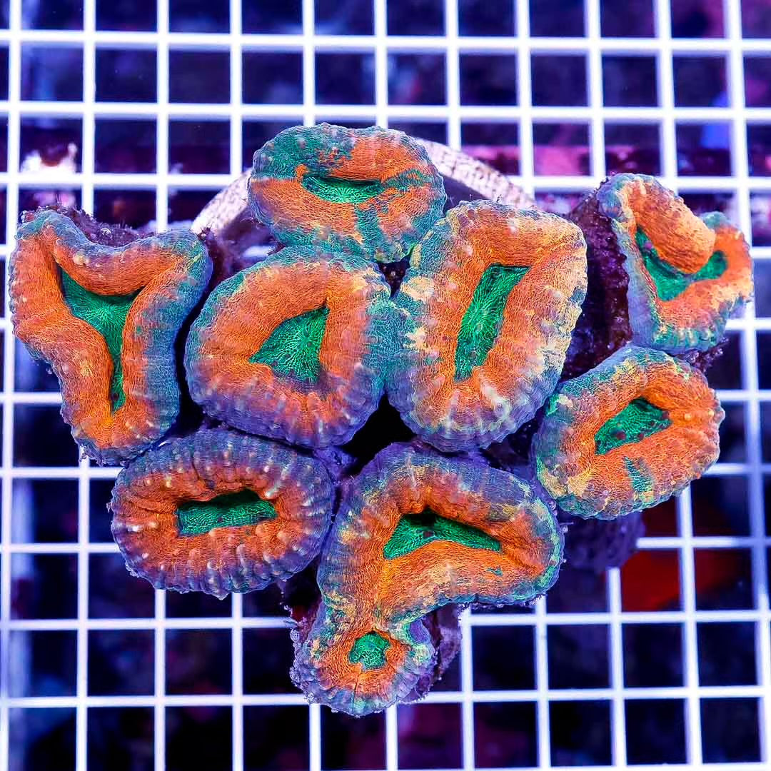 Aussie Ultra Lobophyllia Mother Colony AULMC032701 WYSIWYG