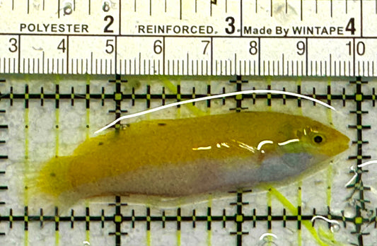 Yellow Coris Wrasse YCW041301 WYSIWYG Size: M 2.75" approx
