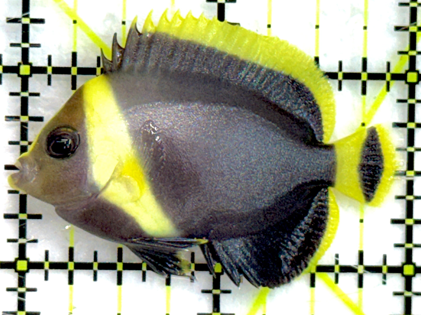 Grey Poma Angelfish GPA052101 WYSIWYG Size: S 2" approx