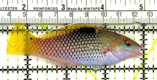 Checkerboard Wrasse CW041303 WYSIWYG Size: ML 3.5" approx