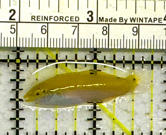 Yellow Coris Wrasse YCW041302 WYSIWYG Size: M 1.75" approx