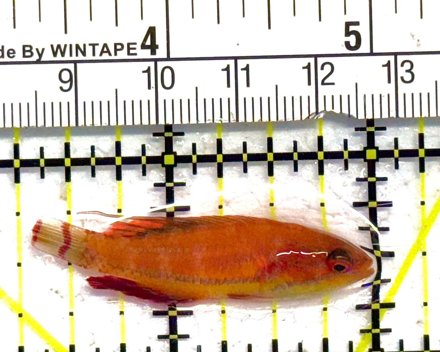 Carpenter's Flasher Wrasse CFW041301 WYSIWYG Size: M 1.75" approx