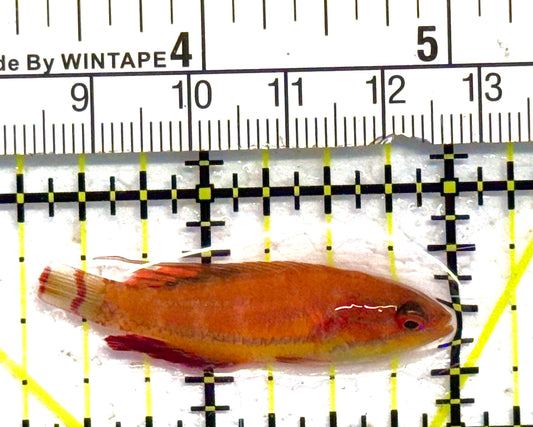 Carpenter's Flasher Wrasse CFW041301 WYSIWYG Size: M 1.75" approx