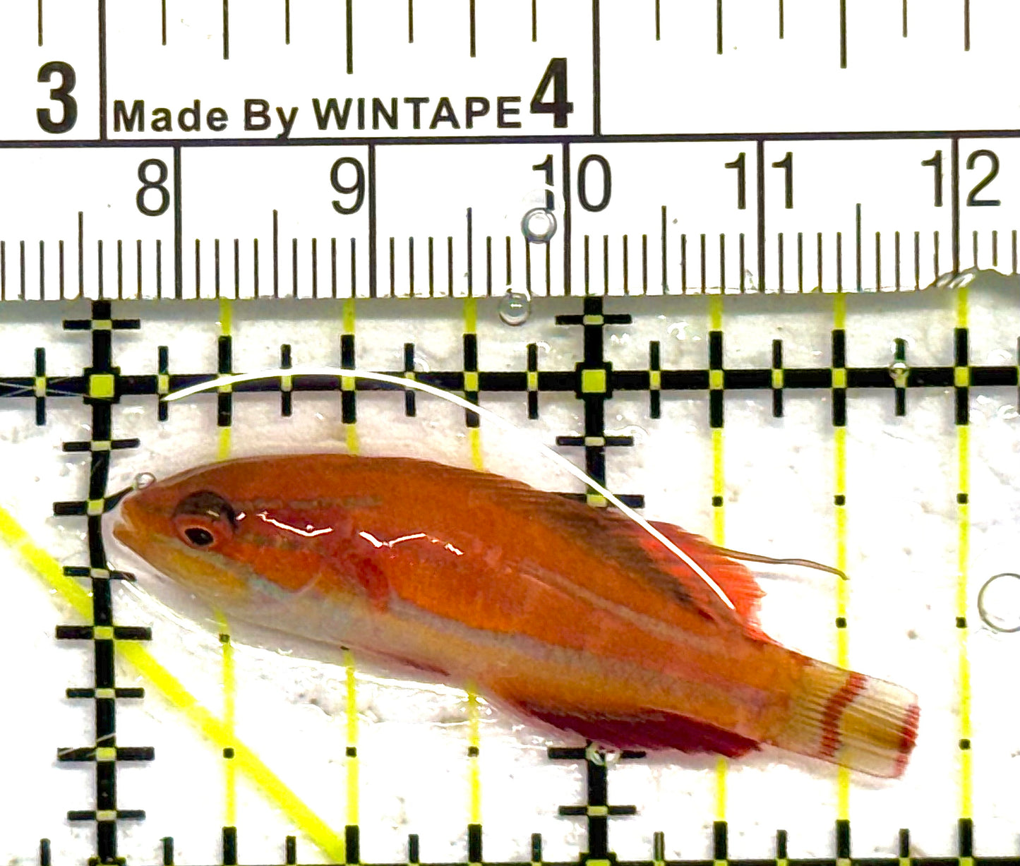 Carpenter's Flasher Wrasse CFW041301 WYSIWYG Size: M 1.75" approx