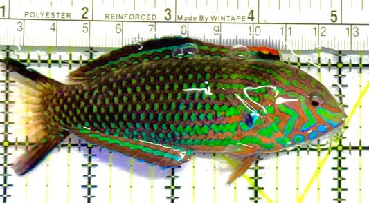 Supermale Meleagris Leopard Wrasse MW041301 WYSIWYG Size: XL 4" approx