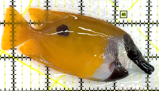 Onespot Foxface OF052101 WYSIWYG Size: ML 4.75" approx