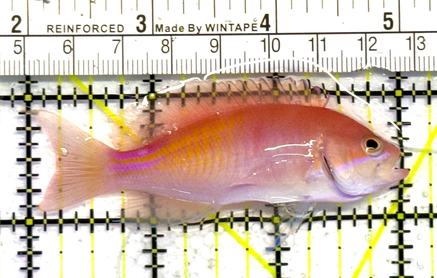 Red Fairy Anthias Female RFAF041301 WYSIWYG Size: 3" approx