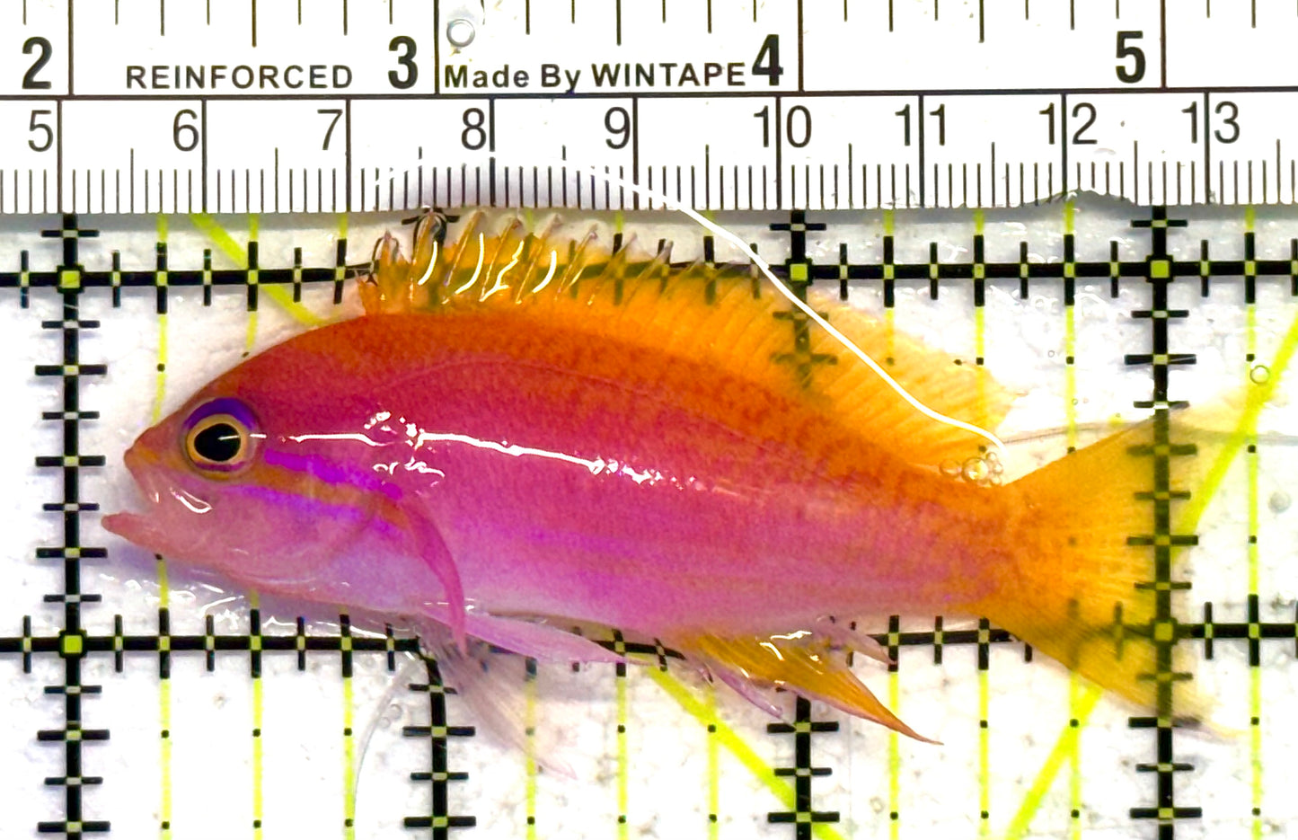 Bimaculatus Anthias Female BAF041301 WYSIWYG Size: M 3.25" approx