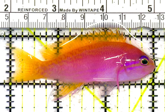 Bimaculatus Anthias Female BAF041301 WYSIWYG Size: M 3.25" approx