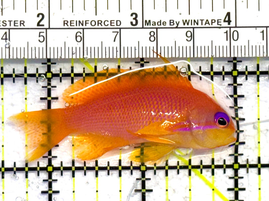 Female Lyretail Anthias (Maldives) FLA041301 WYSIWYG Size: M 2.25" approx