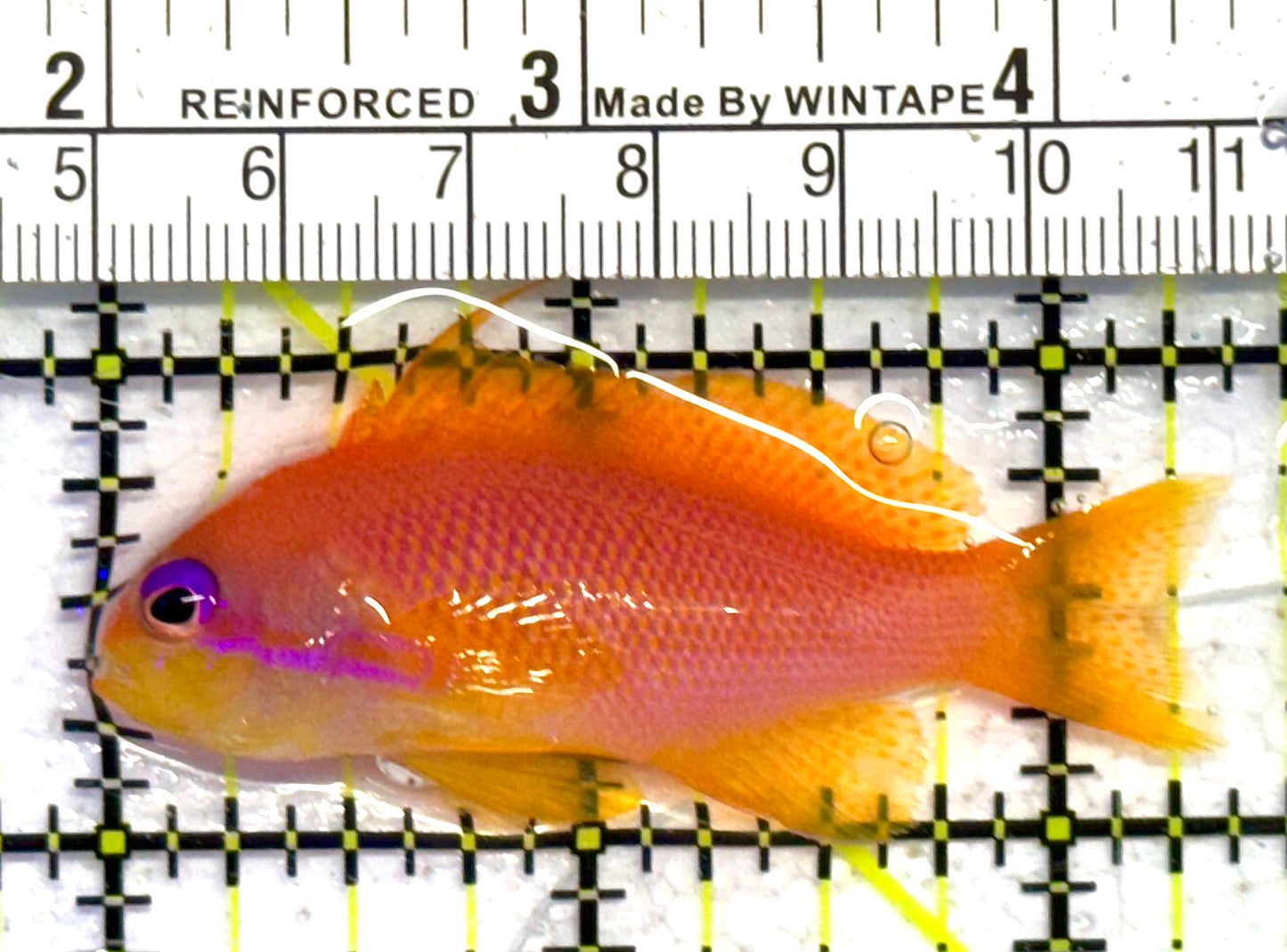 Female Lyretail Anthias (Maldives) FLA041301 WYSIWYG Size: M 2.25" approx