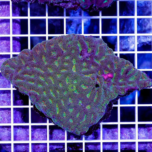 Aussie Neon Platygyra Mother Colony ANPMC032701 WYSIWYG