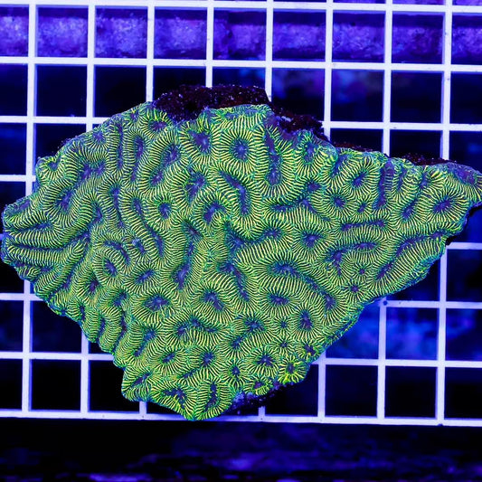 Aussie Neon Platygyra Mother Colony ANPMC032703 WYSIWYG