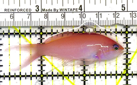 Bartlett's Anthias BA041301 WYSIWYG Size: XL 2.75" approx
