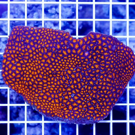 Aussie Neon Lepthastrea Mother Colony ANLMC032701 WYSIWYG