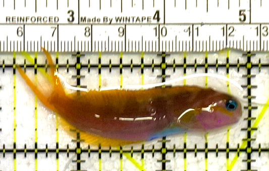Golden Midas Blenny Africa GMBA041302 WYSIWYG Size: M 3" approx