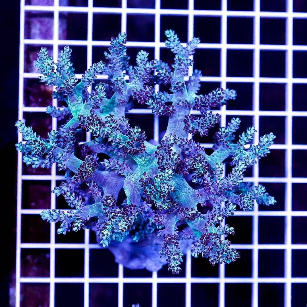 Indo Neon Kenya Tree Mother Colony INKTMC032702 WYSIWYG