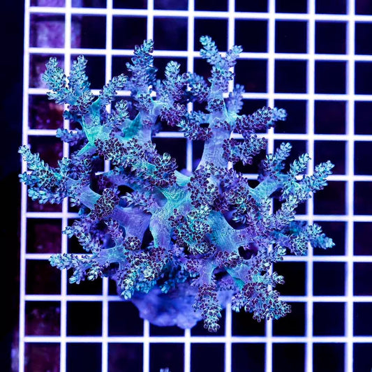 Indo Neon Kenya Tree Mother Colony INKTMC032702 WYSIWYG