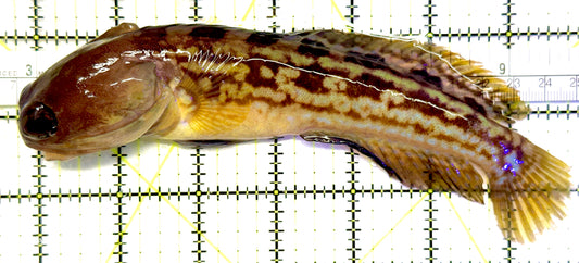 Very Rare Circastic Fringehead VRCF022201 WYSIWYG Size: XXXL/SHOW 7" approx - Violet Aquarium 