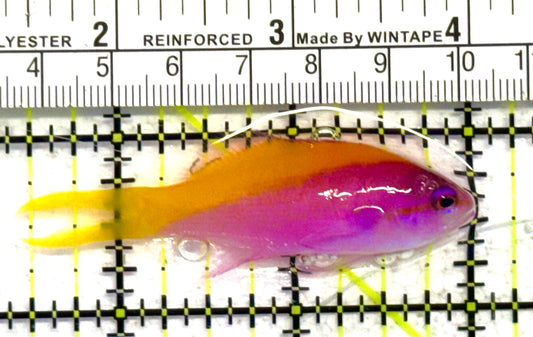 Evan's Anthias EA041302 WYSIWYG Size: M 2.5" approx
