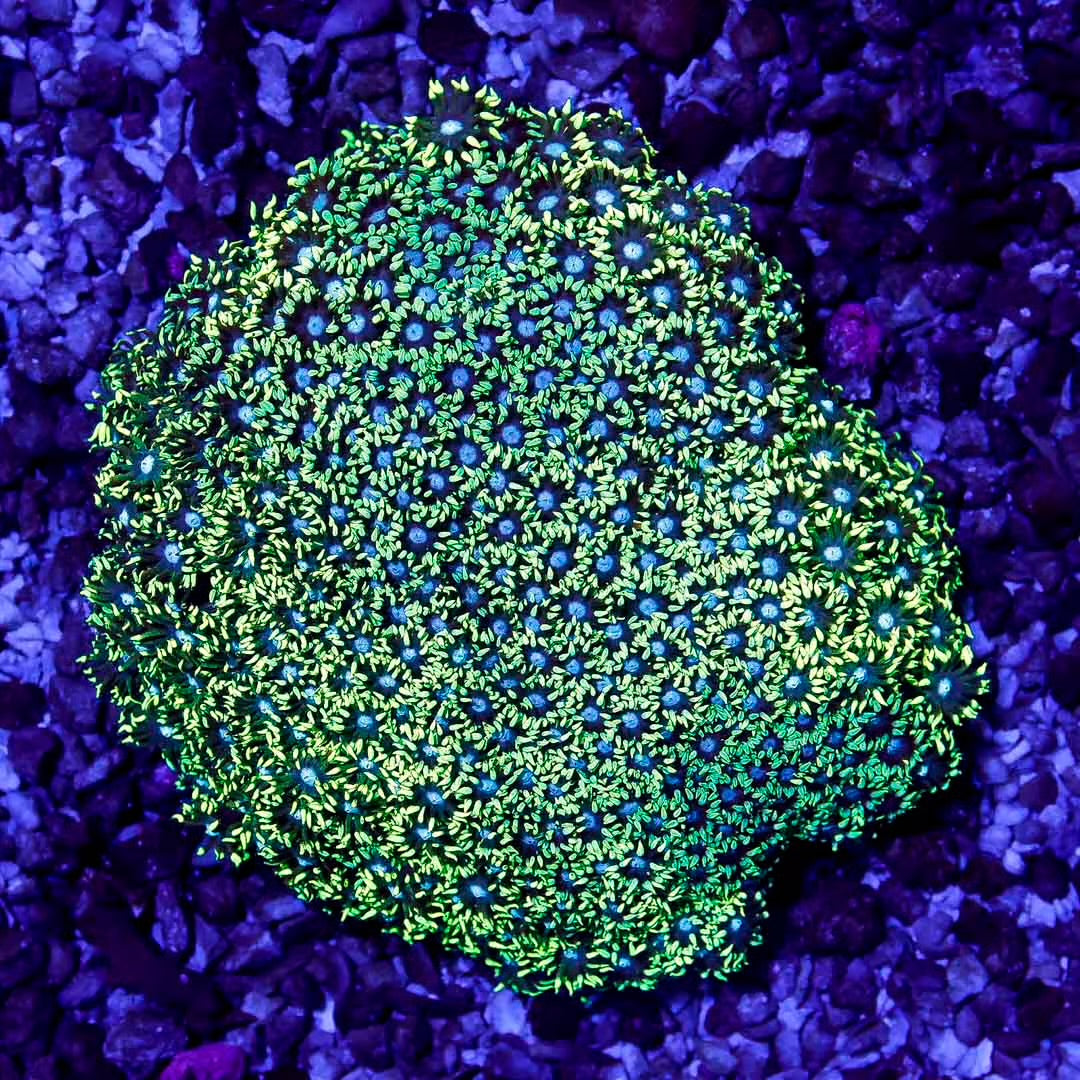 Neon Aussie Goniopora Mother Colony NAGMC032701 WYSIWYG