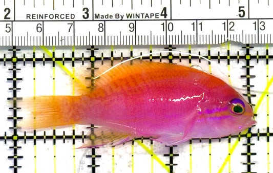 Bimaculatus Anthias Female BAF041302 WYSIWYG Size: M 3" approx