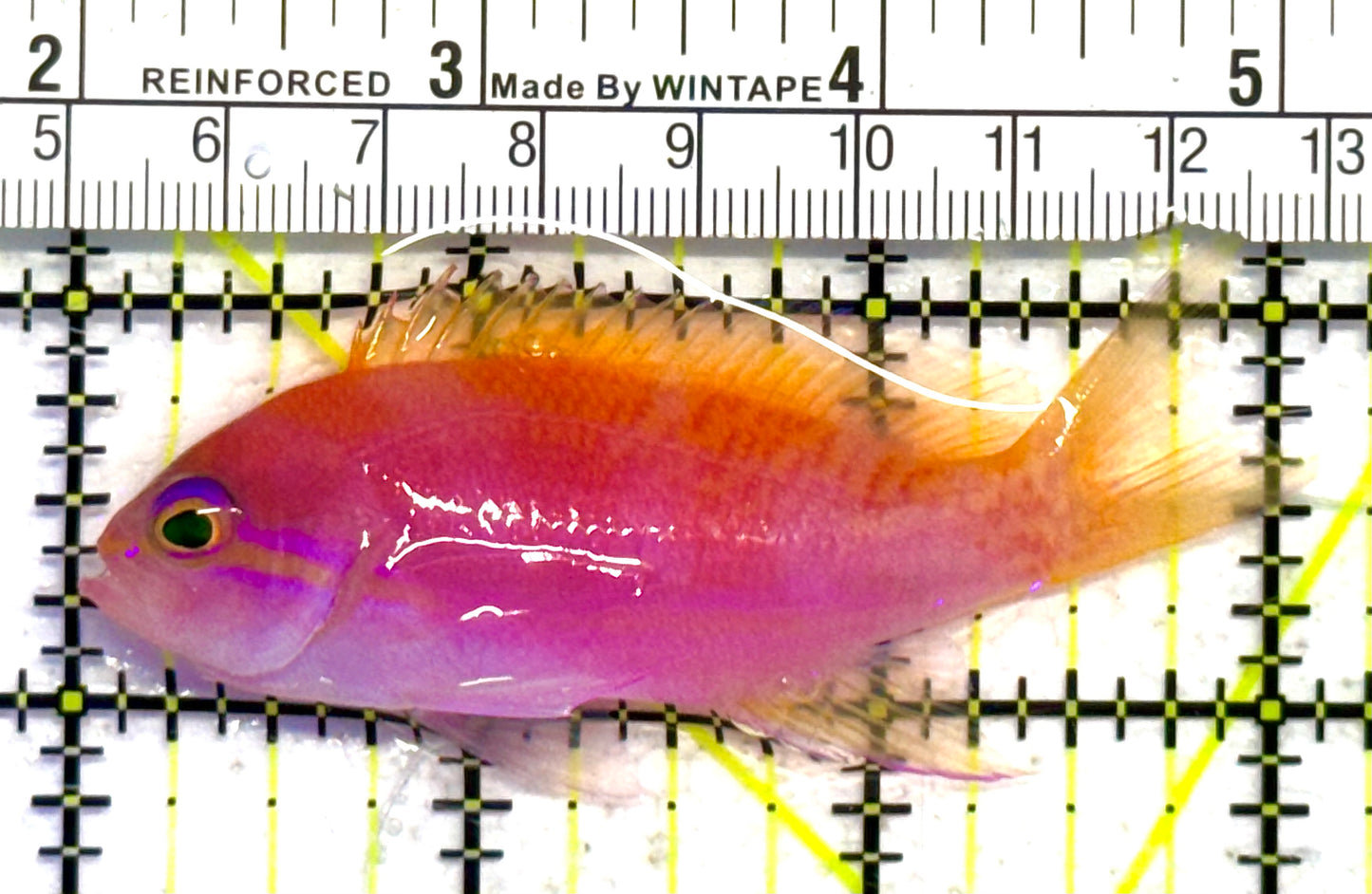 Bimaculatus Anthias Female BAF041302 WYSIWYG Size: M 3" approx